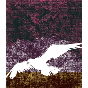 Affiche goéland noir